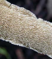 here the teeth of this toothed polypore show nicely. Irpex lacteus.